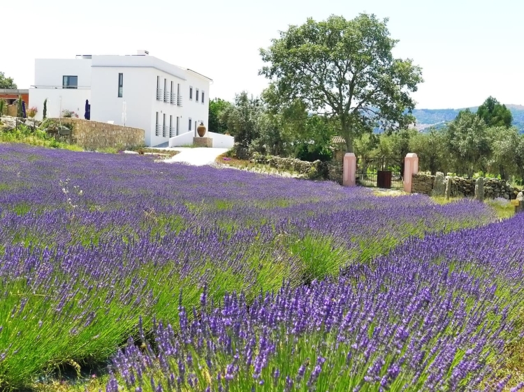 Quinta das LAvandas Castelo de Vide Hotel alto alentejo