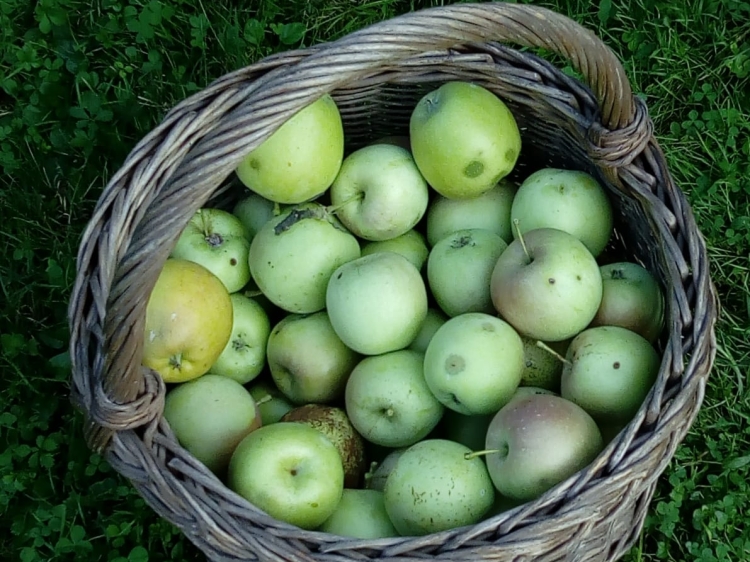 Aus unserem Garten