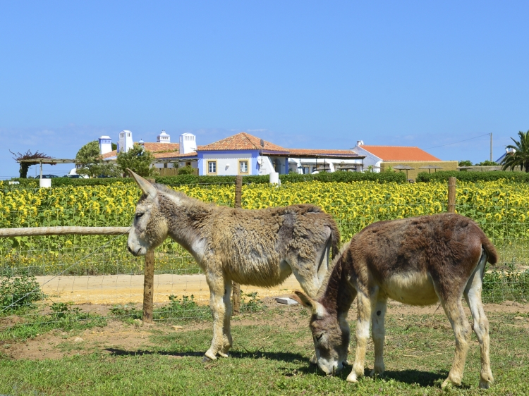 Herdade do Touril