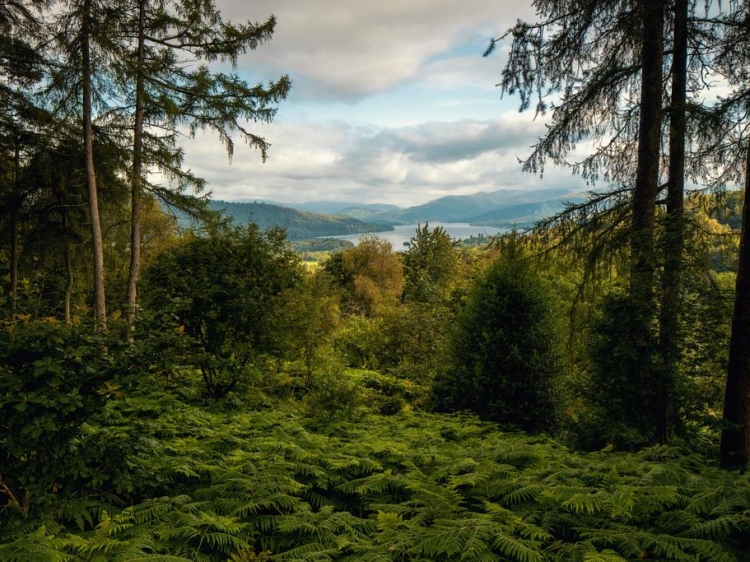 Wohnen im  Linthwaite House Bowness-on-Windermere Cumbria frische Luft Wald Bäume 