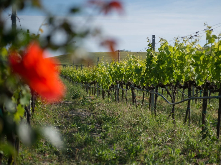 Wohnen im Azienda Agricola Ceraudo Marina di Strongoli Italien wein probe weinberg natur 