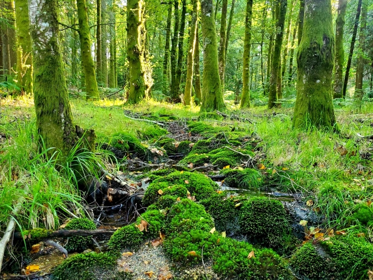 Forest Tower House rural Portugal holiday house