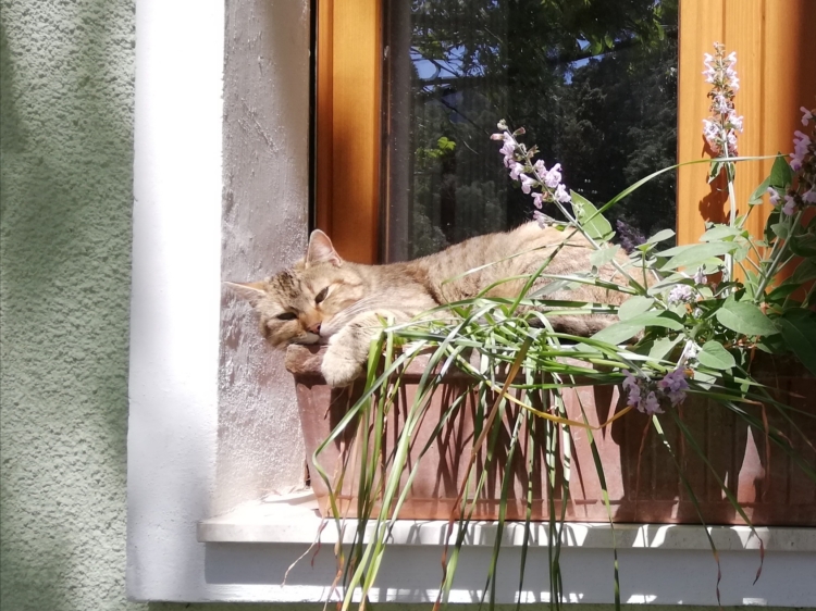 Audace, die Katze