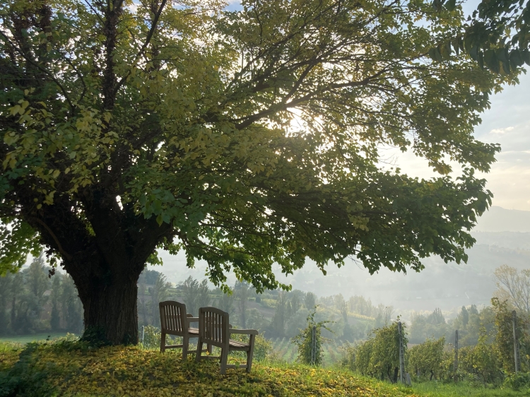 Villa Verdicchio – Charmantes B&B in den Marken mit Wellness, Weinblick und genussvollen Weinerlebnissen