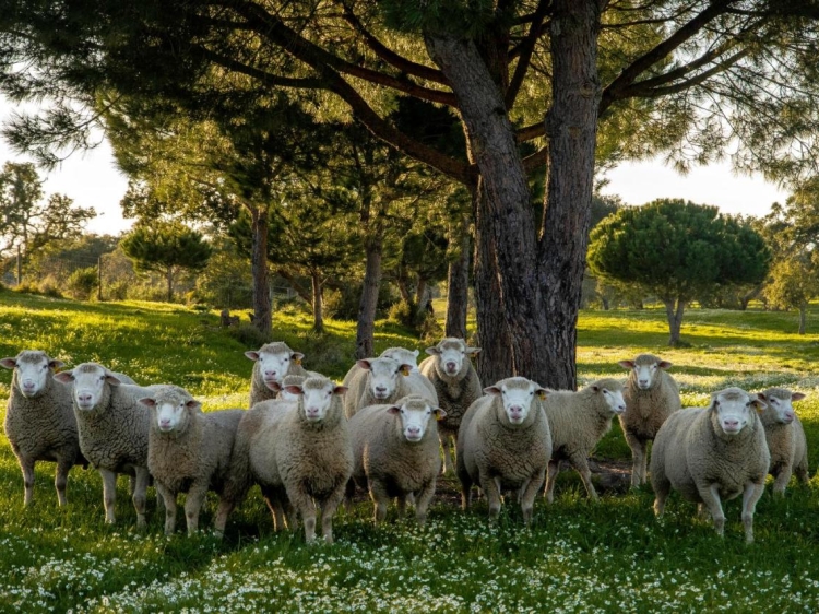 Herdade das Barradas da Serra, ein Boutique-Bed & Breakfast in der Region Comporta.