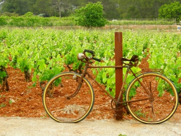 Agroturismo Sa Vinya den Palerm - Landhotel in San Miguel, Ibiza