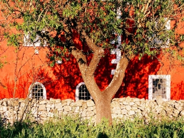 Masseria Cupina  - Ferienhaus oder Villa in Ostuni, Apulien