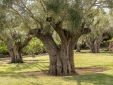 Son Mas Hotel Rural spa boutique mallorca luxus