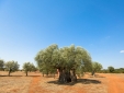 Eumelia Organic Agrotourism Farm