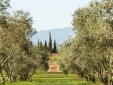 OLIVE OIL TOUR AND TASTING IN OUR FARM