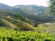 Alfredo's vineyard