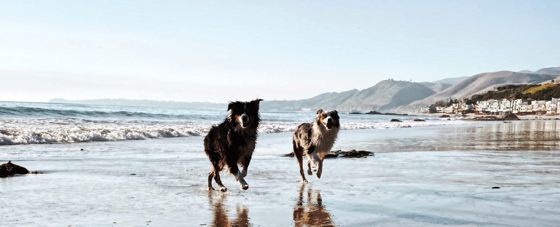 Hundefreundliche Hotels