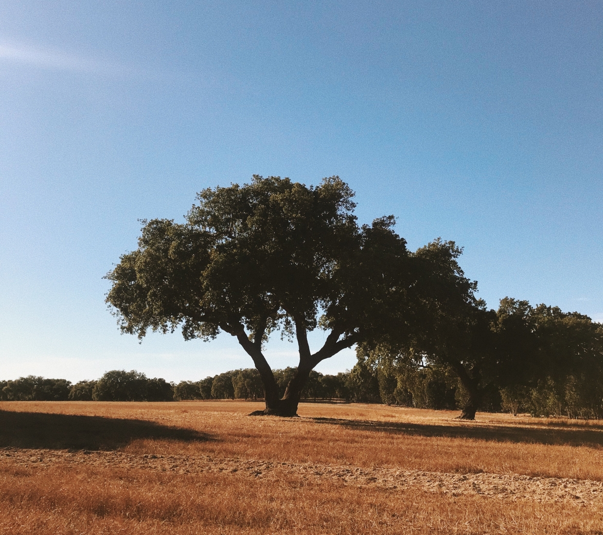 Schöne kleine Boutique Hotels Cercal do Alentejo, Luxushotels und coole Ferienwohnungen Cercal do Alentejo